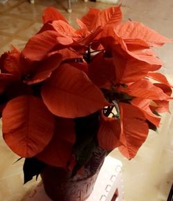 Flowers Noche Buena