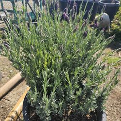 Lavender 