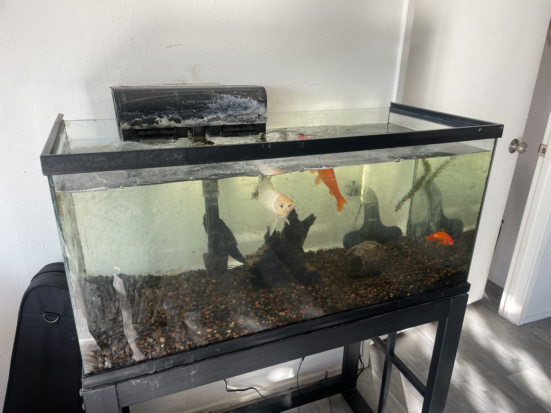 40 gallon fish tank and filter