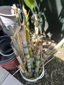 Green Sugarcane Bare Root