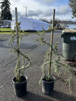Cedrus Atlantica Glauca Pendula