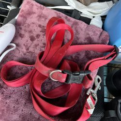 Medium Dog Collard With Leash 