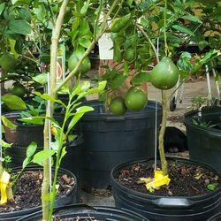 Árboles de Naranjas Grandes 