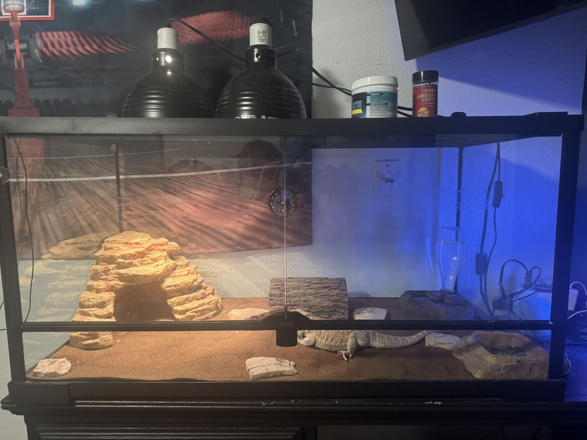 Bearded Dragon And 50 Gallon Tank Plus Extras