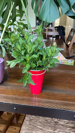 Fresh Mint With Roots On Water