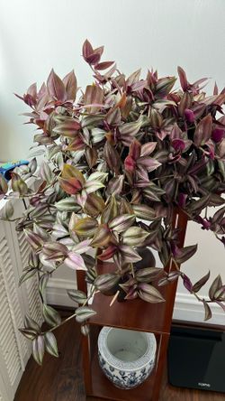 Live Houseplant Wandering Jew in 9” Planter