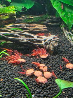 Cherry Shrimp for sale