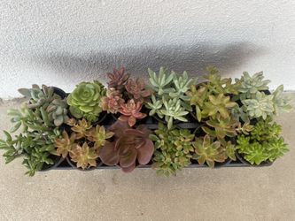 Succulent Plants (2.50$ Each Pot)