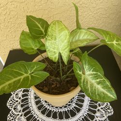 Big and beautiful arrowhead plant (Syngonium podophyllum) in 6” pot 🪴