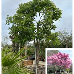 Tabebuia Pink Trumpet Tree Shade Tree 36” Box
