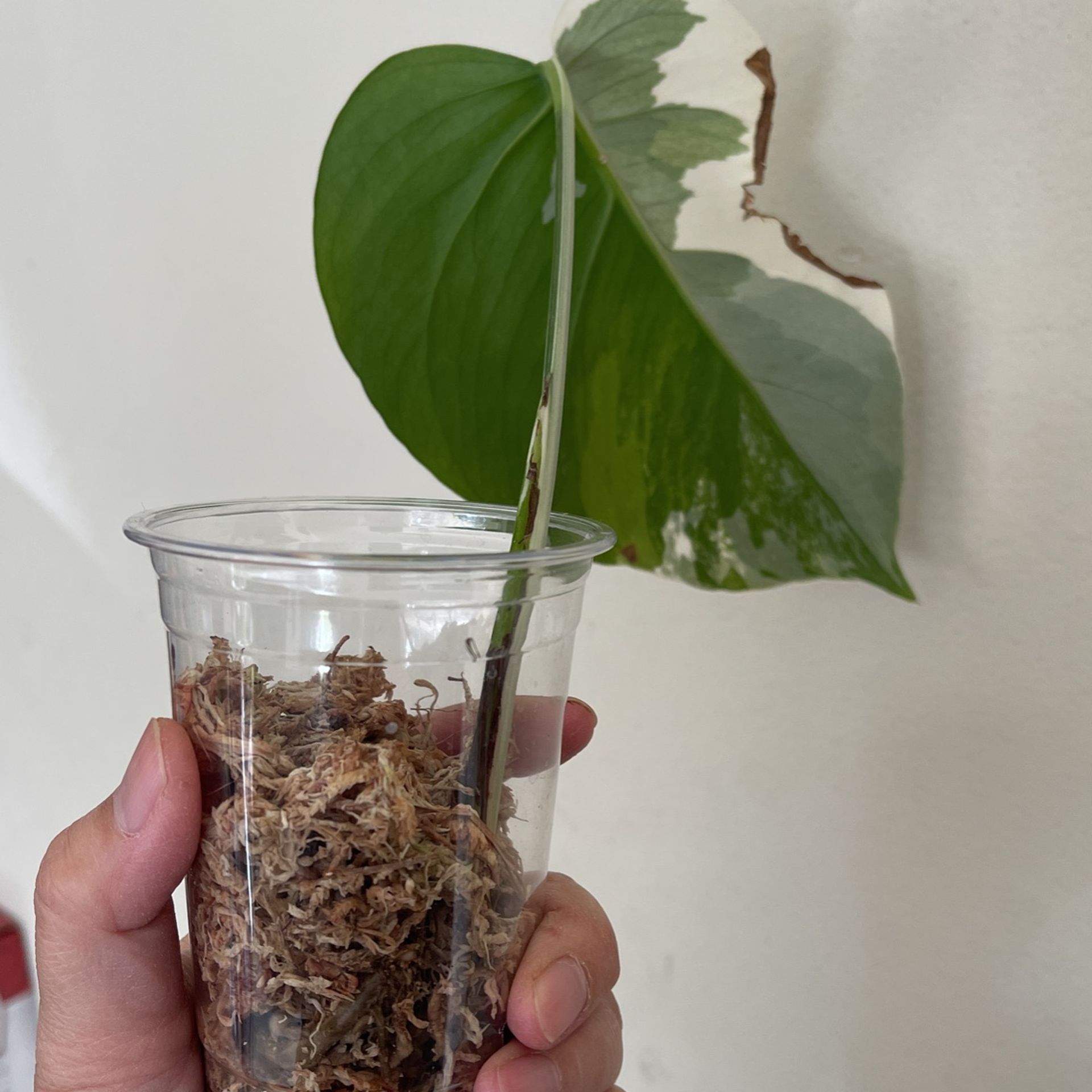 Beautiful Albo Monstera Plant CUTTING- Rooted