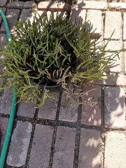Big plant nice  10.00