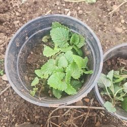 Mint 