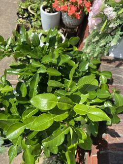 Thai Lemon