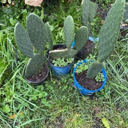 Nopal Comestible 