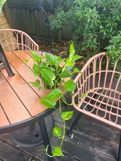 Pothos in a Small Hanging Basket