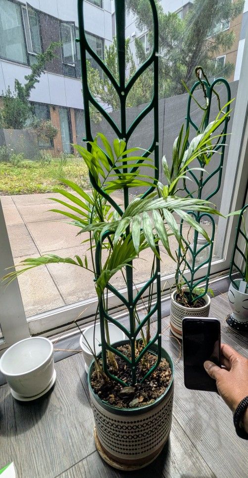 Palm Plant + 6in Pot