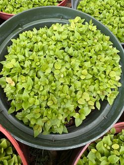 A whole bunch of healthy pink guava plants