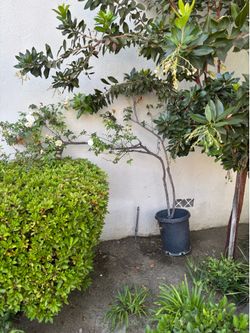 Climbing Rose