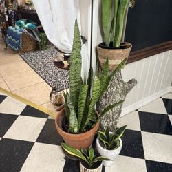 Snake Plants  $12 🪴🪴