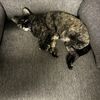 Gina
