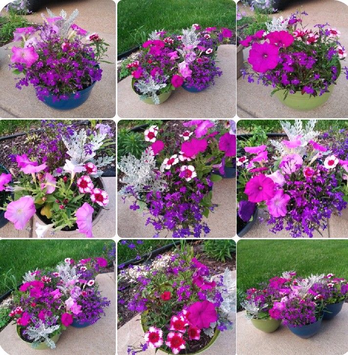 Mix flowers$12-$14 Each pot