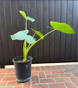 Alocasia