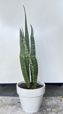 Lengua De Suegra/Sanseviera