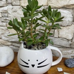 Succulent House Plant In Cute New Cup/Double Pot 4"H.