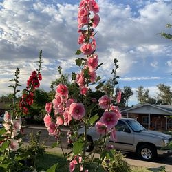 Pink blossom flower plants bag of seeds