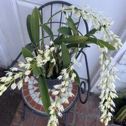 Dendrobium Speciosum Orchid Plant Started To Bloom 