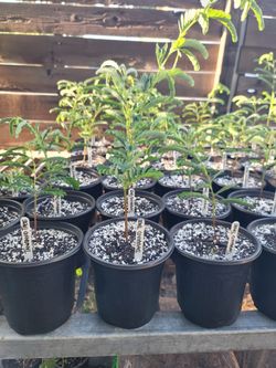 Tamarind Tree