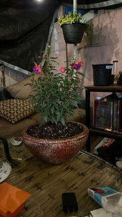 Blooming Standing Fuscia in a red ceramic pot.