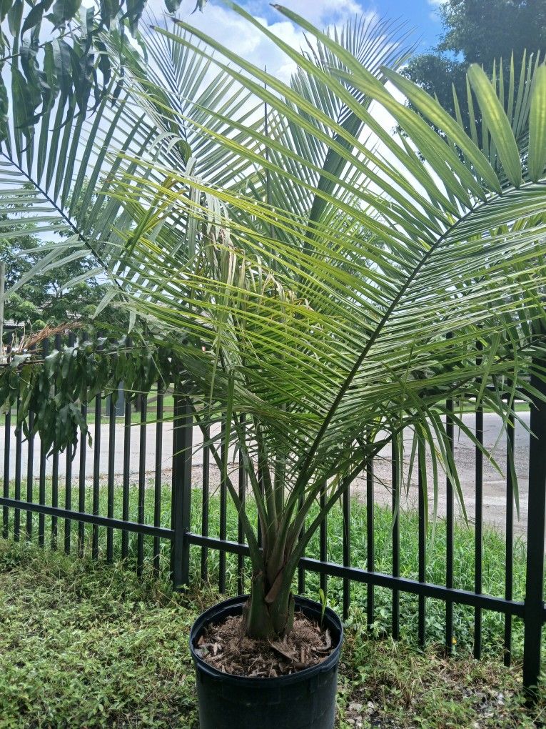 Majesty Palm 25gl🌴$175