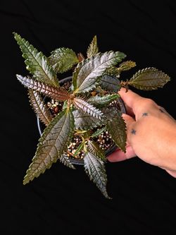 Pilea ‘Dark Mystery’ – Established Multi-Stem Plant