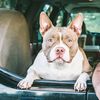 American bully