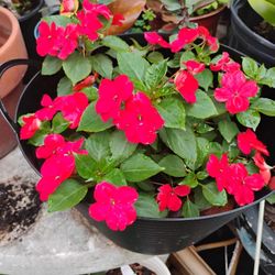 Inpatients Plant 