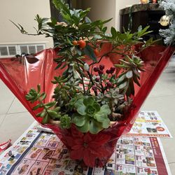 Beautiful Winter Jerusalem Cherry Bonsai Blooming Flowers Tree With Multiple Succulents 🎄☃️💝