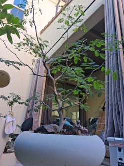 Tamarindi Bonsai