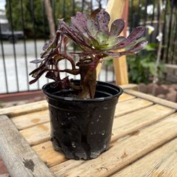 Beautiful Small Plant