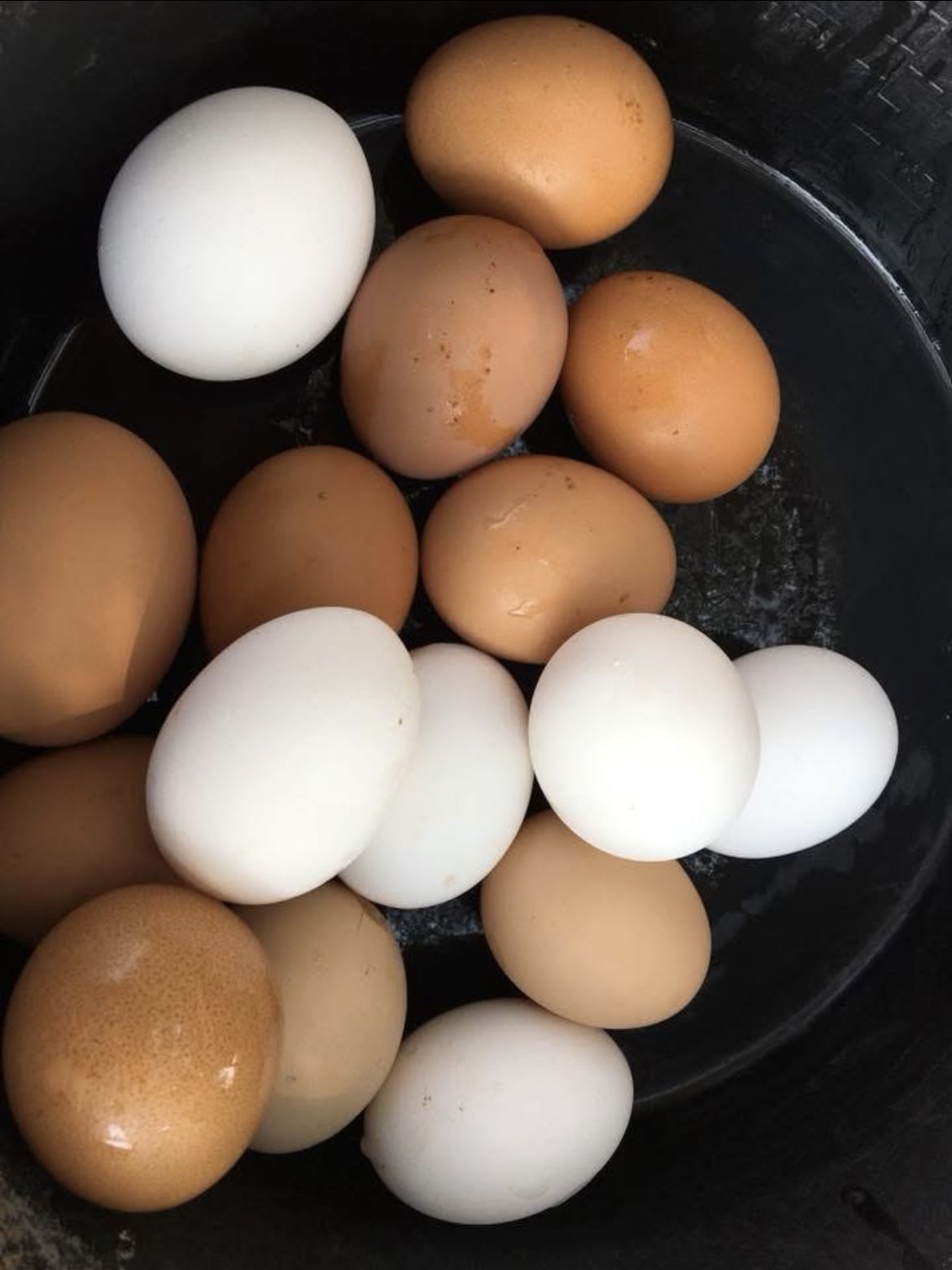 🥚Farm Fresh Eggs 🥚