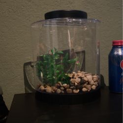 1 Gallon Fish Tank