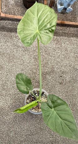 Alocasia ‘Macrorrhiza’ (Mac) 🌱