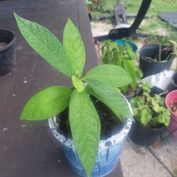 Avocado Plant 
