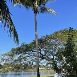 40ft Coconut Tree