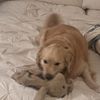 Lulu