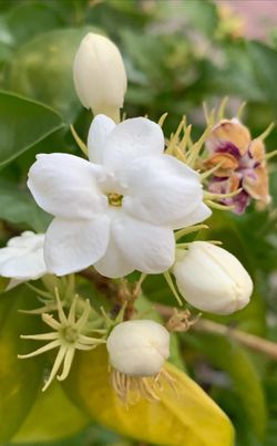 Arabian Jasmine seedlings