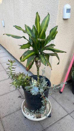 Money Tree