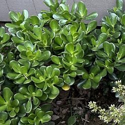 Baby Plants - Jade Plants and Aeoniums