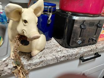 Baby pigs